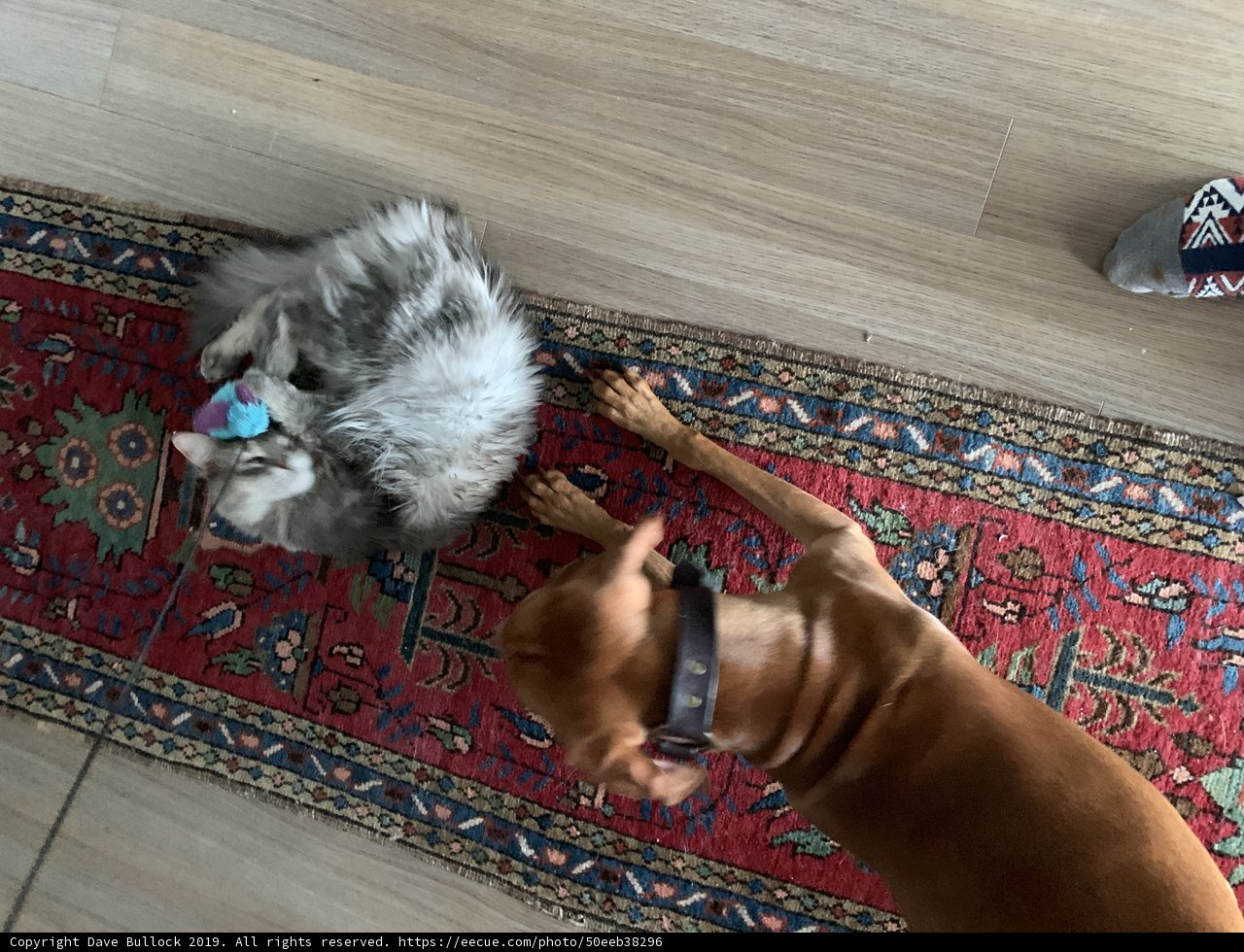 Furry Friends Relaxing on Hardwood Floor