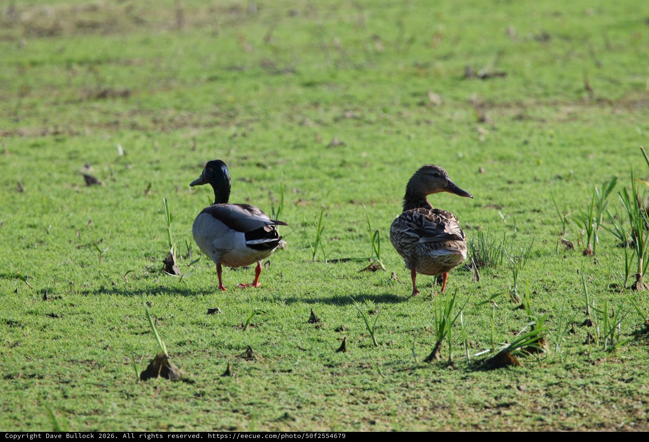 Pair of Ducks in Grassy Wetland Habitat