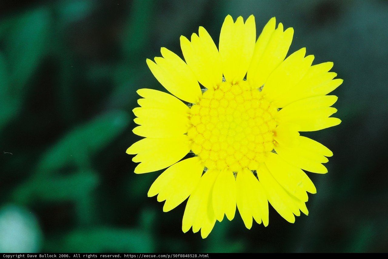 Sunny Daisy