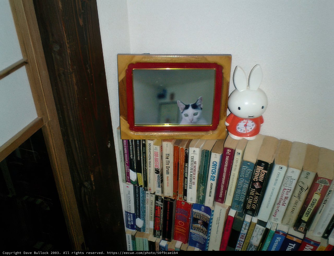 Feline Literary Critique
