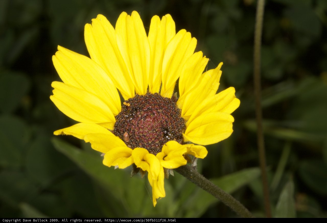 Bright and Beautiful Daisy Flower