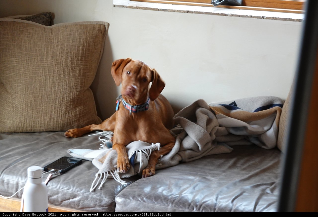 Comfortable Canine on Cozy Couch
