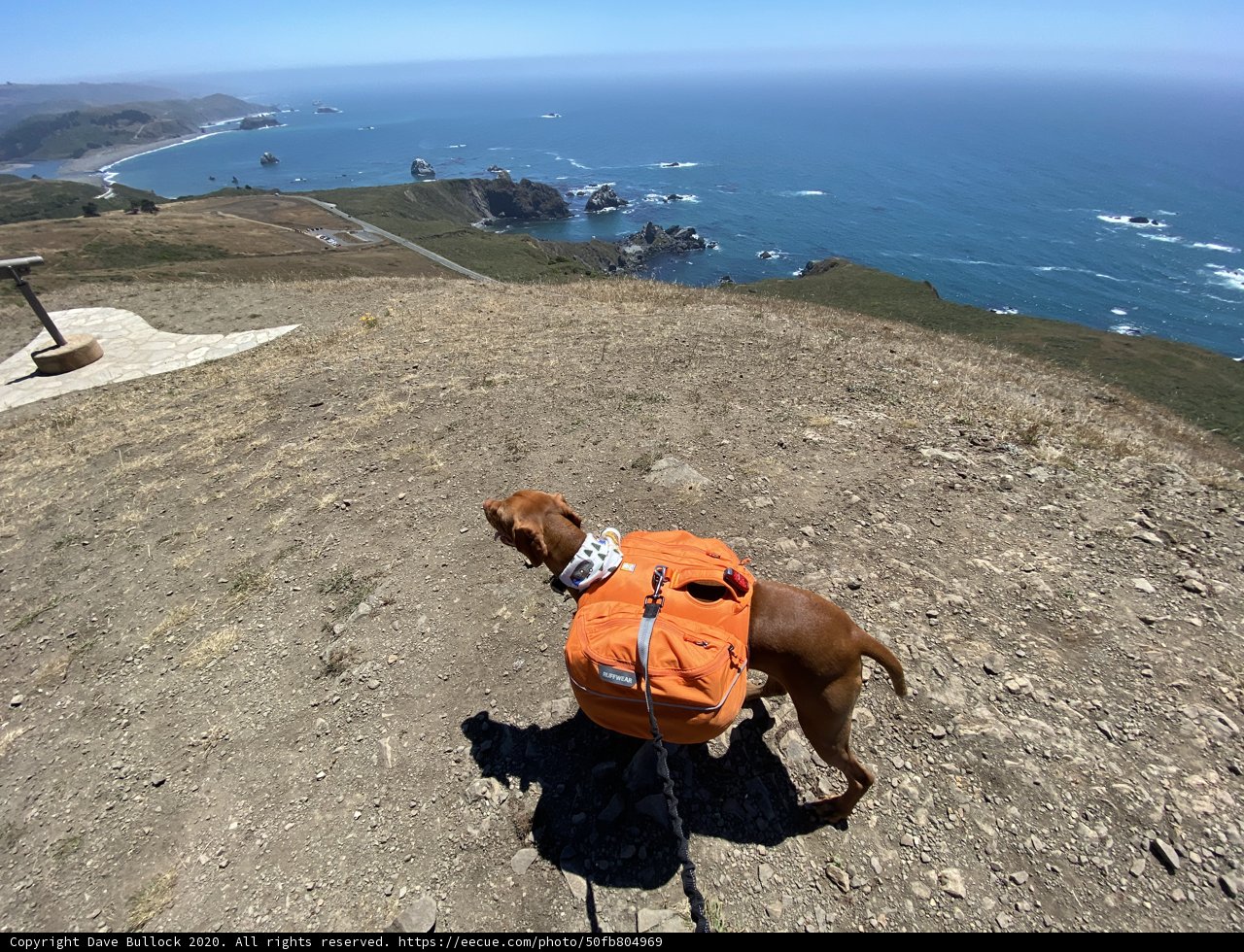 Canine Explorer