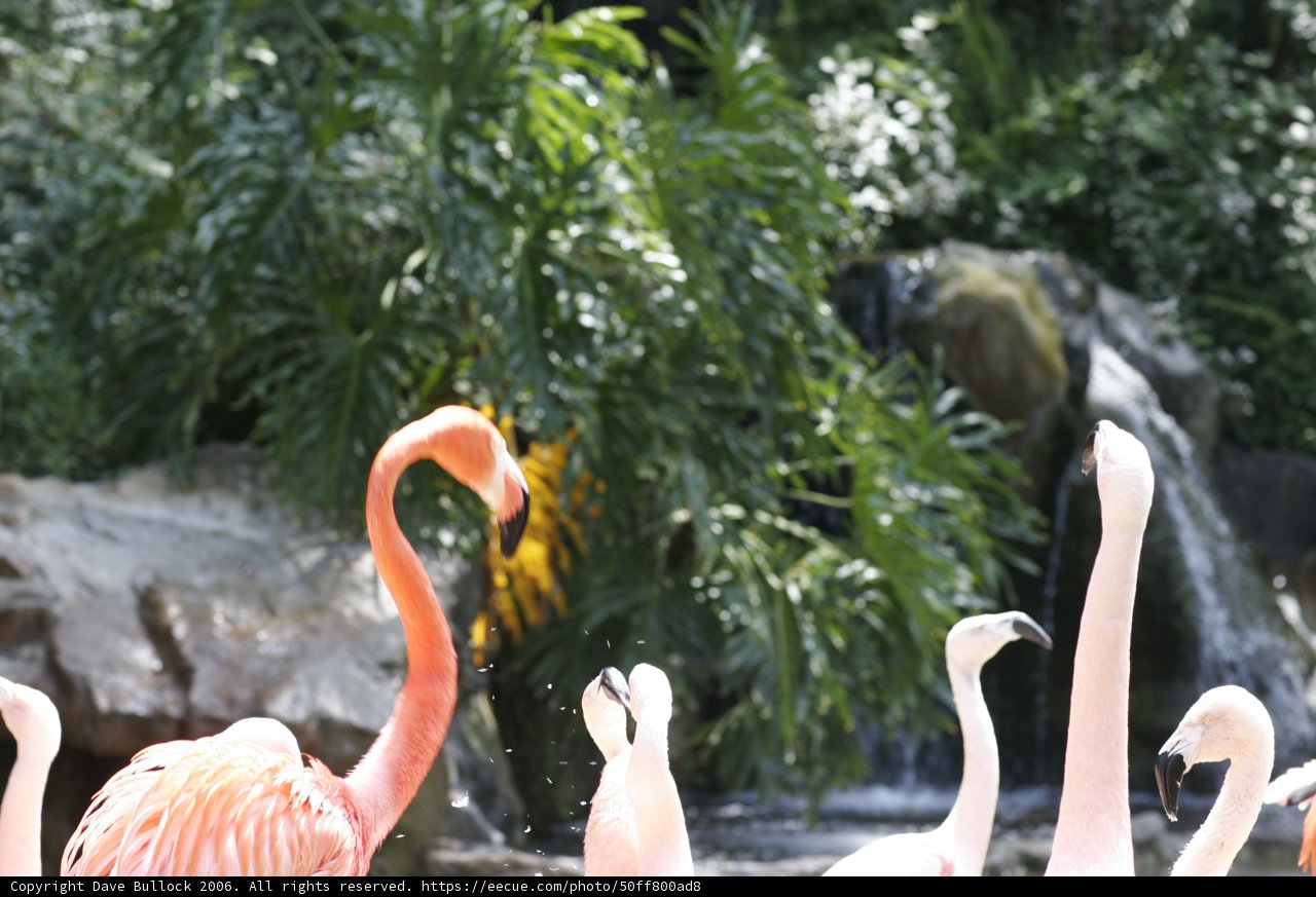 Flamingos in Wonderland