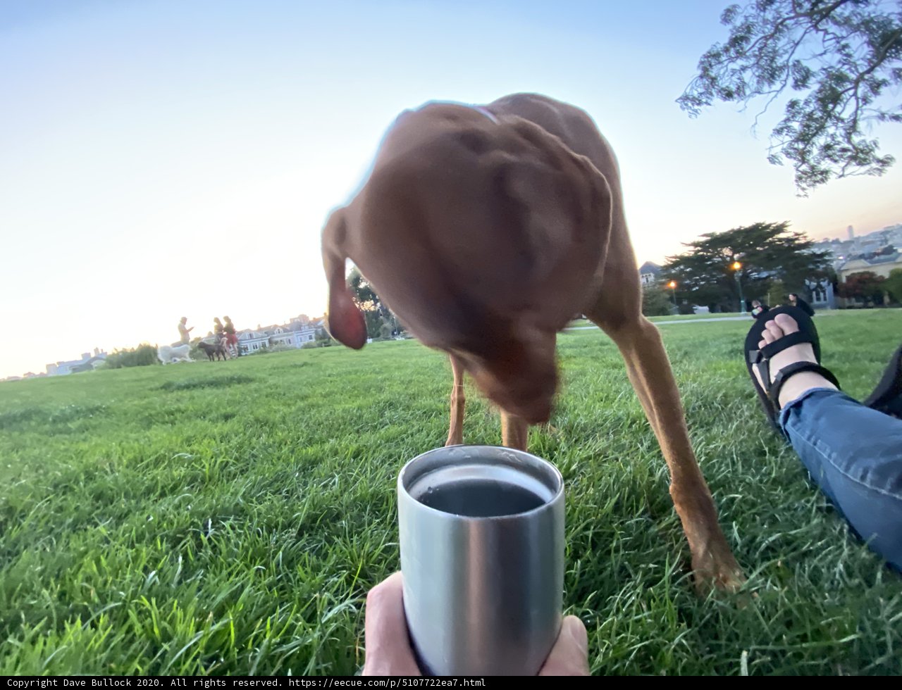 Pup Enjoying a Refreshing Beverage on a Sunny Day