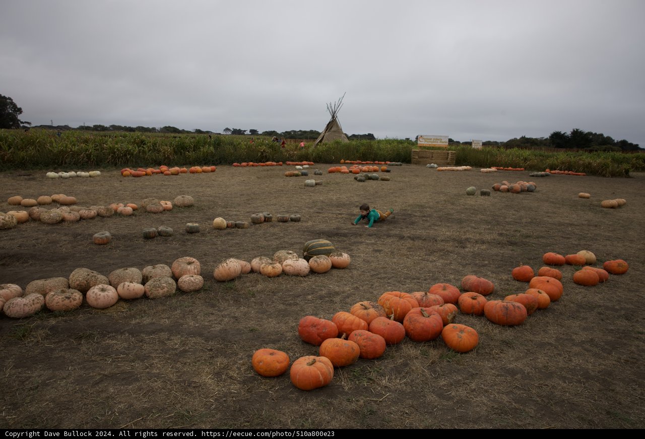 Harvest Memories