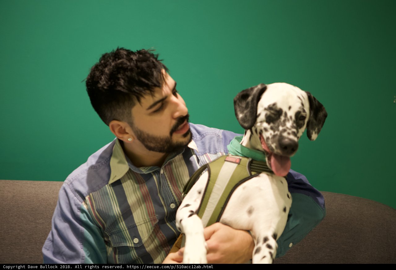 Man and Dalmatian's Blissful Moment