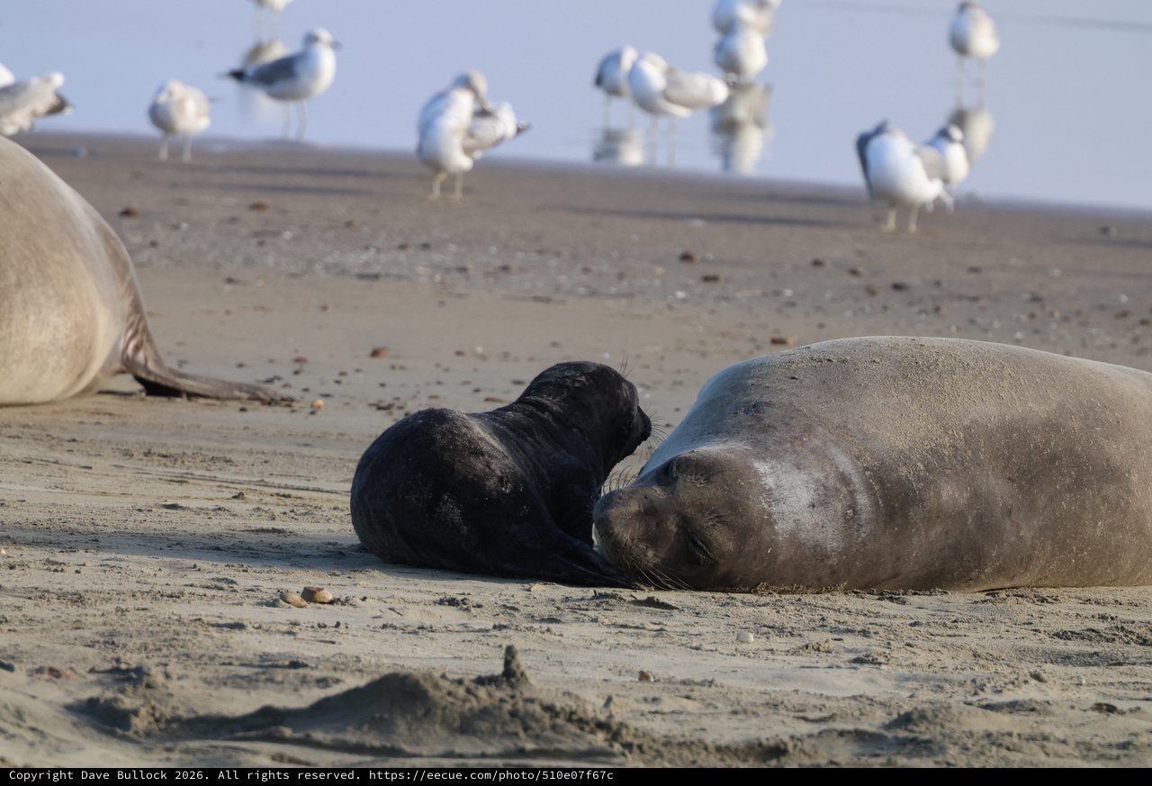 Elephant Seal Mother and Black Pup Resting on Beach