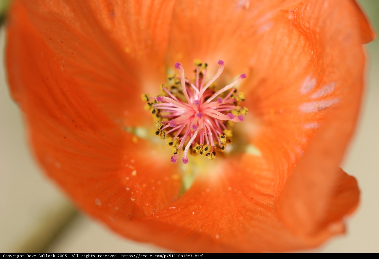 Beauty in Pollination