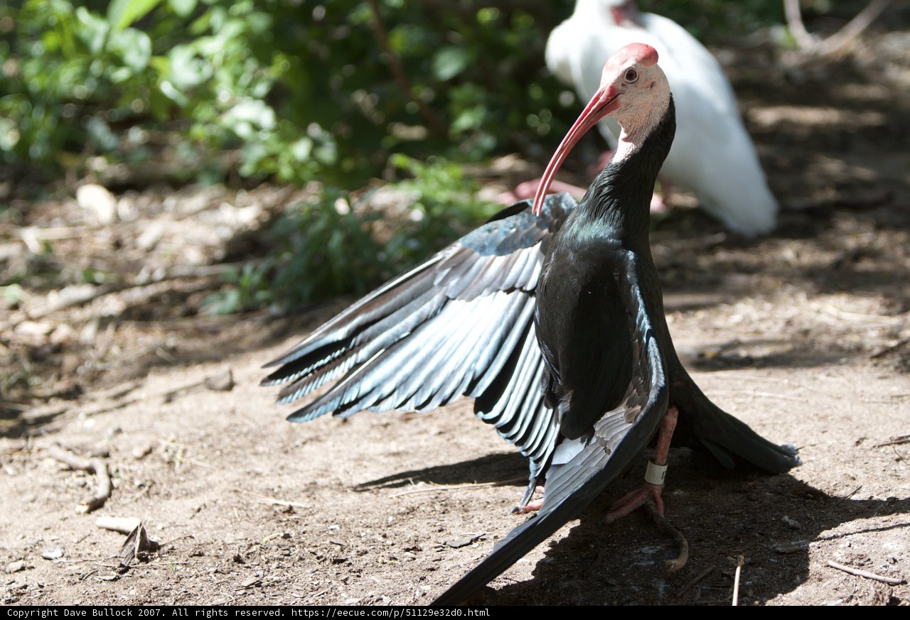 The Majestic Stork