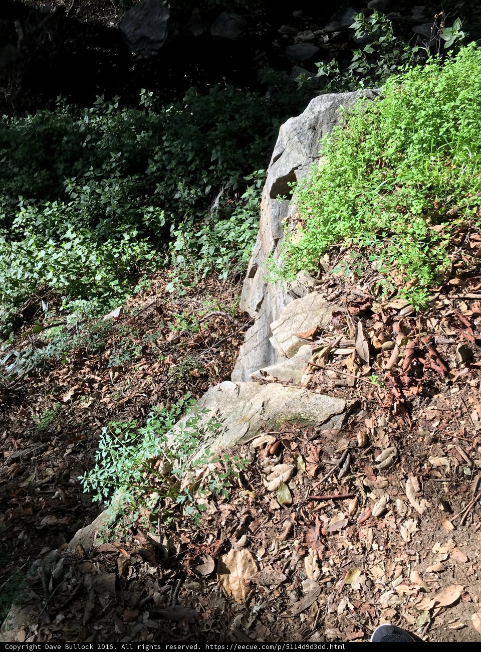 Nature's Rock Garden