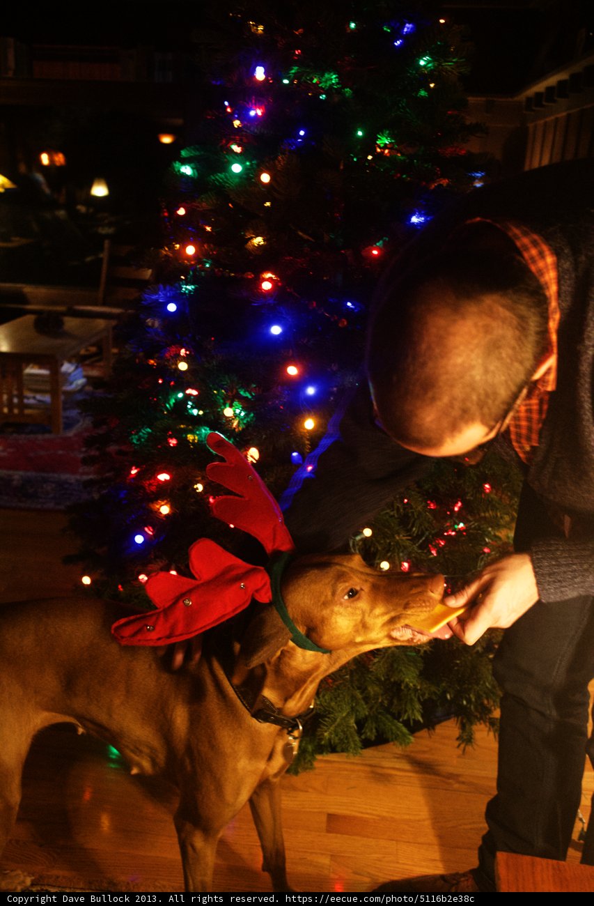 Man Feeds Christmas Pup