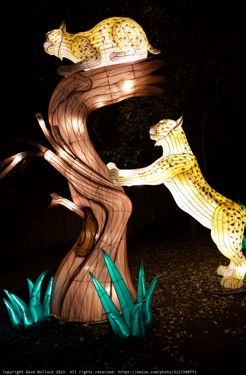 The Tree Climber - An Artistic Capture