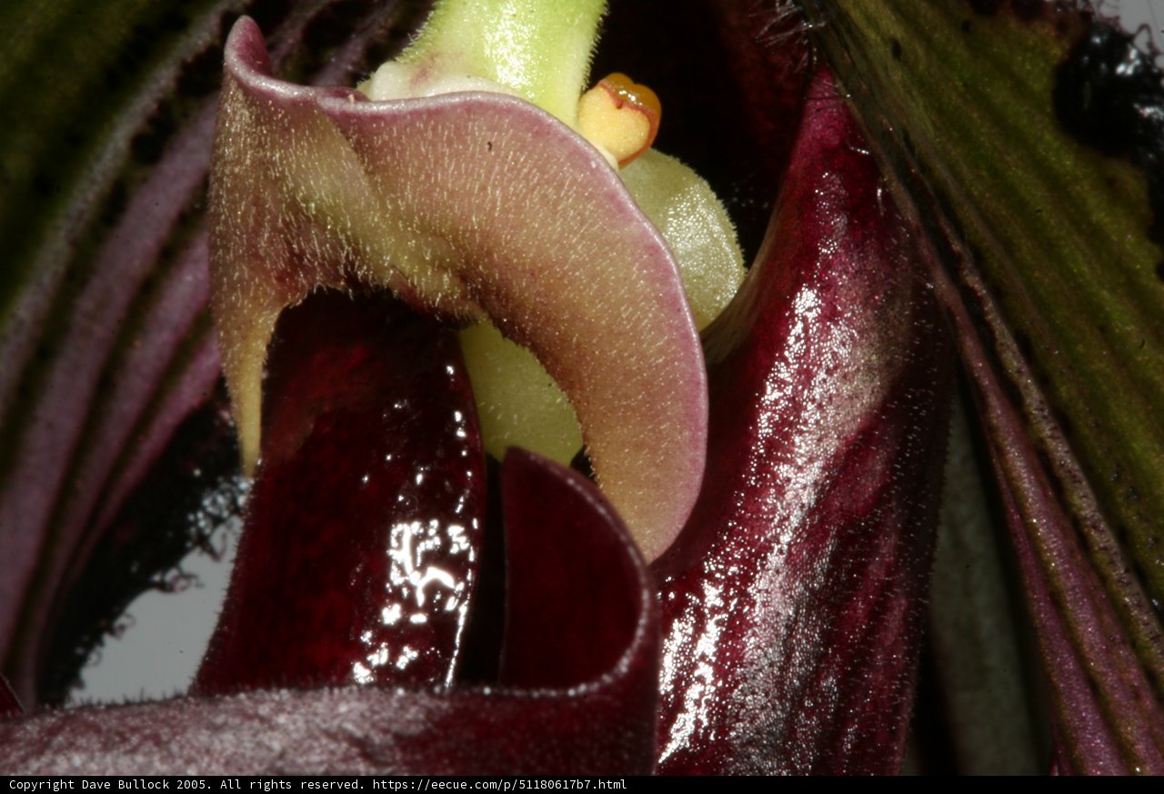 Purple Orchid Blossom