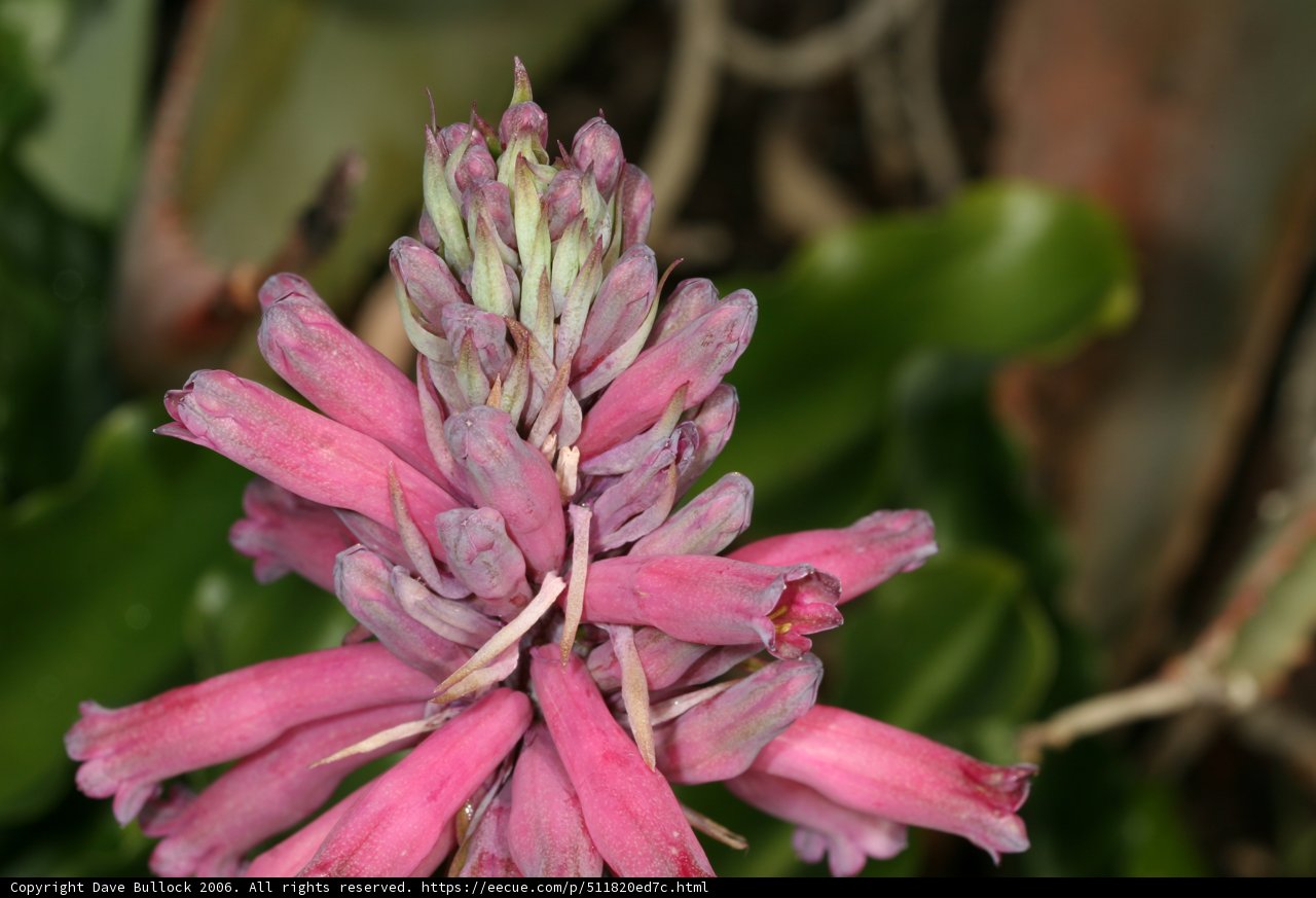 Pink Lupin Flower