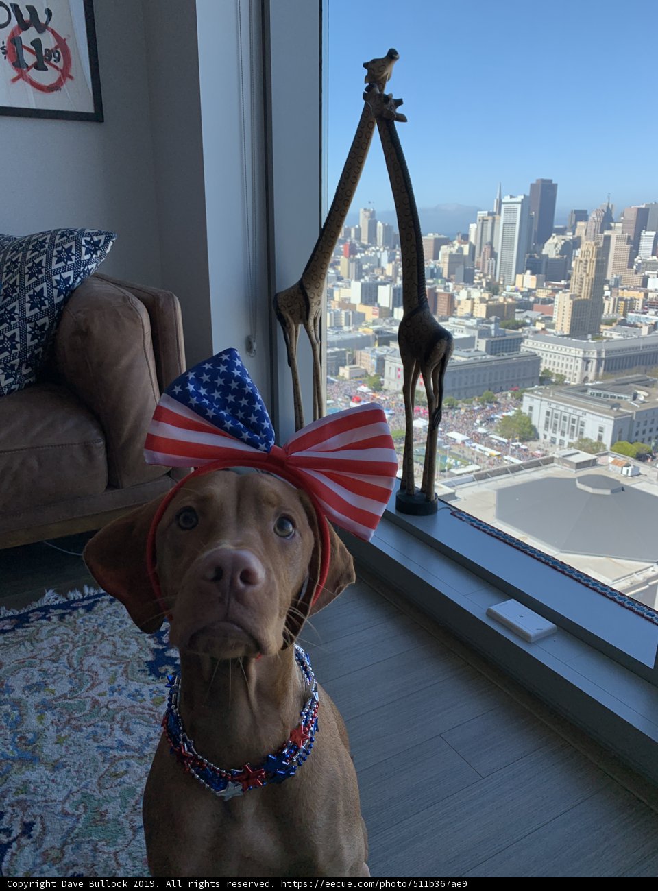 Patriotic Pooch