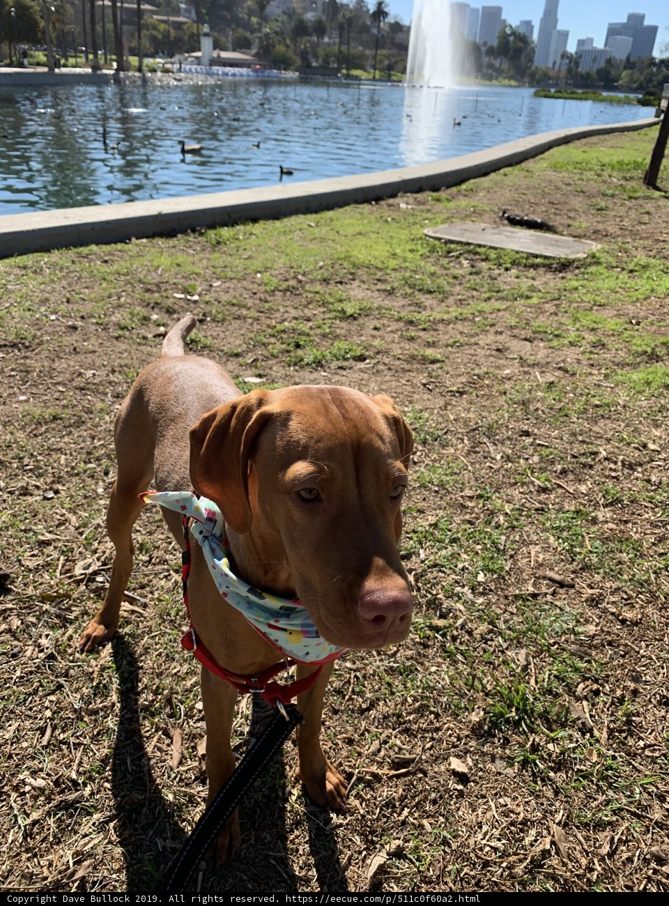 A Vizsla in the Park