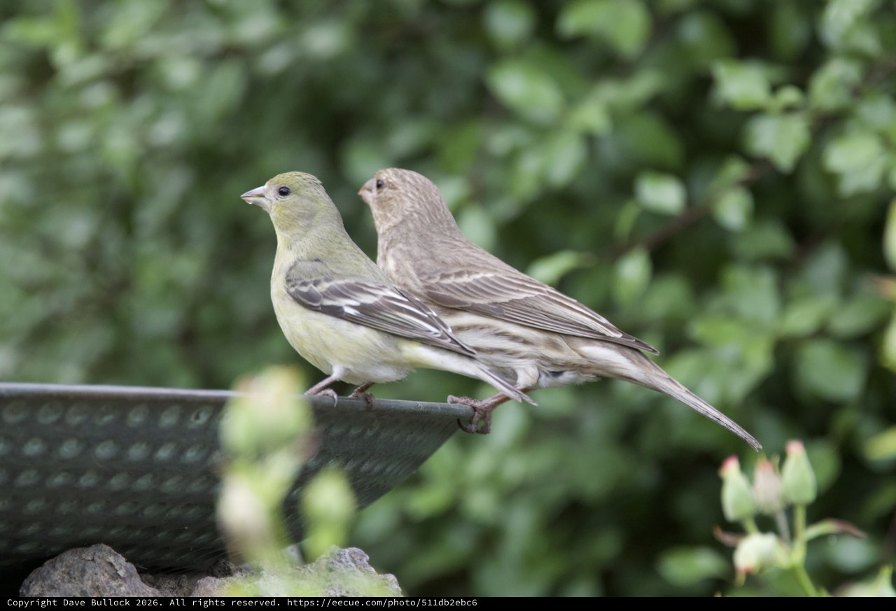 Two Finches Perched Together at Garden Bird Feeder