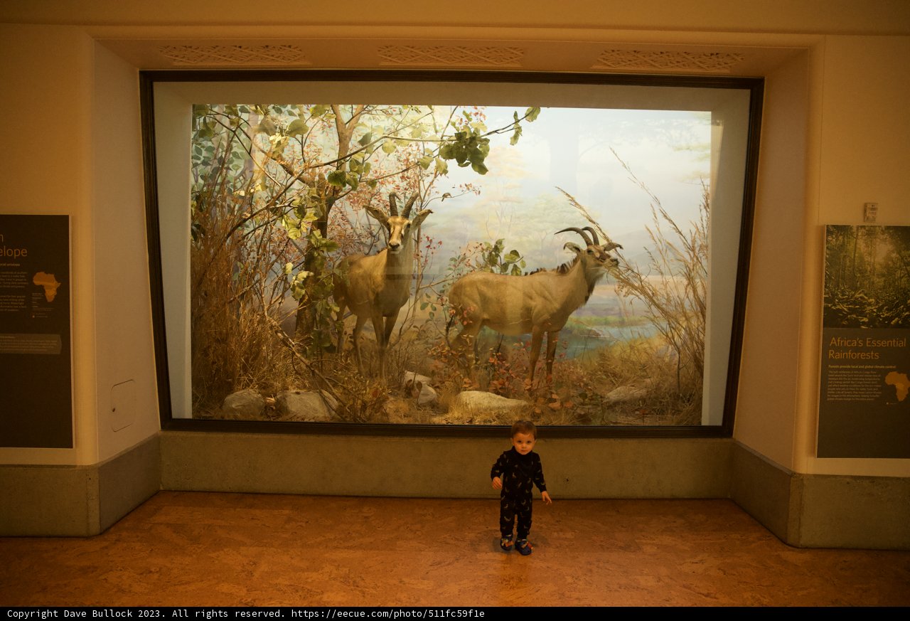 Embracing Artistry: Wesley's Encounter with Wildlife Painting