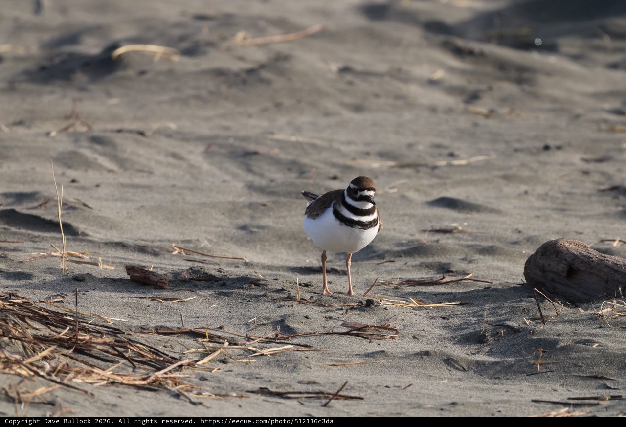 Killdeer Shorebird on Sandy Beach with Driftwood
