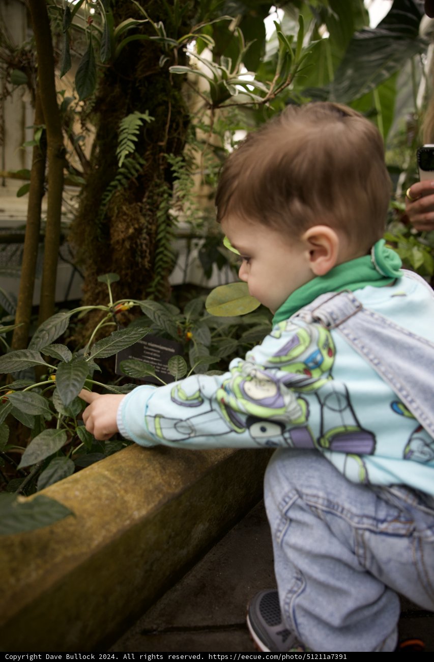 Innocent Reach: Childhood Wonder in The Greenery