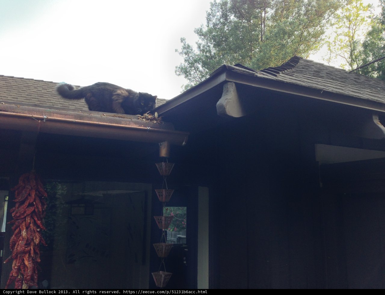 Feline on the Roof