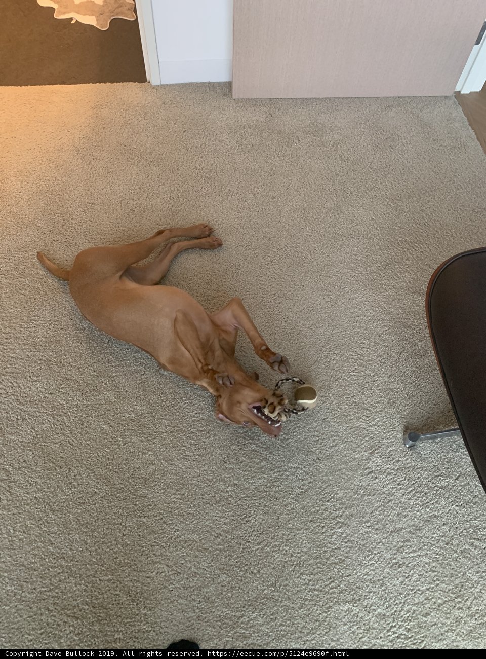 Resting Pooch