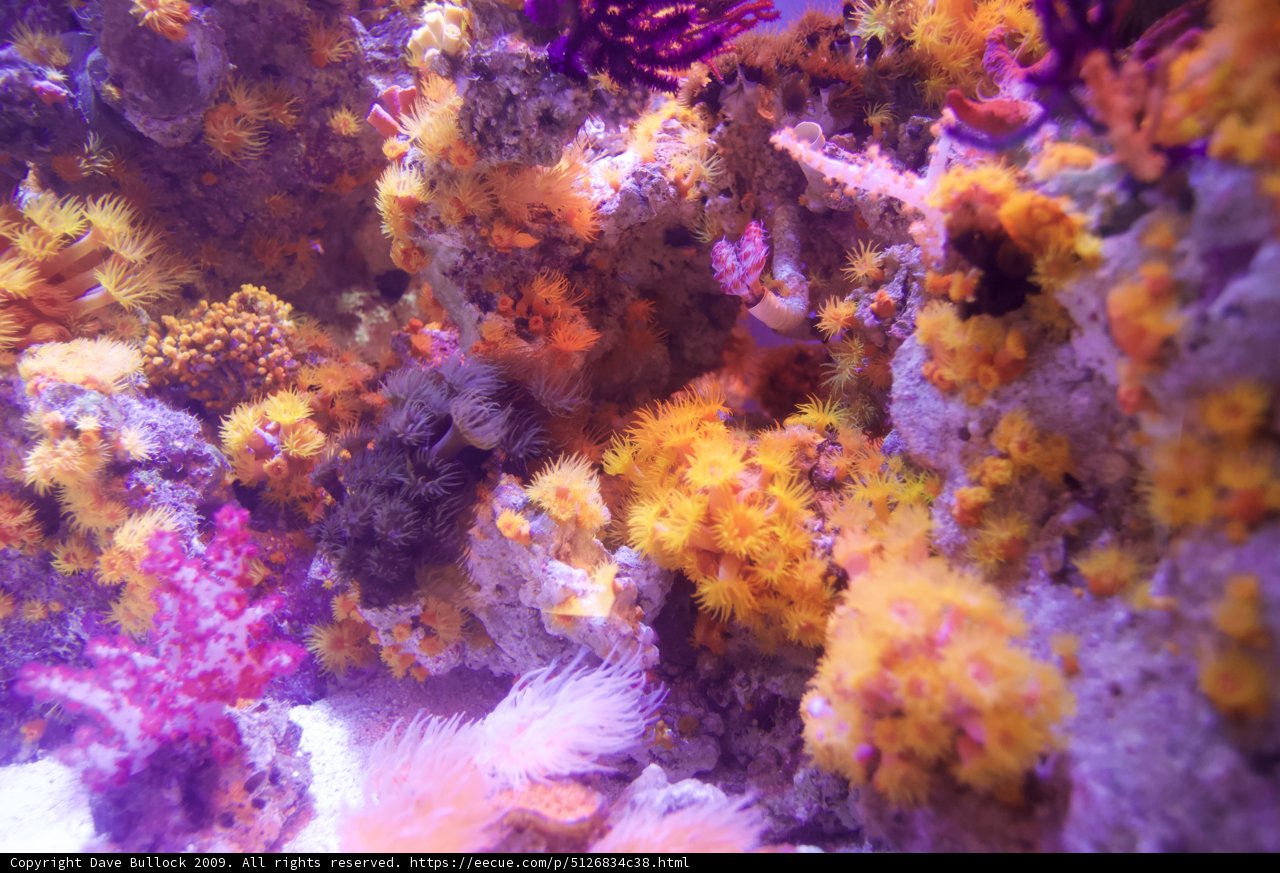 Diverse Coral Reef Ecosystem