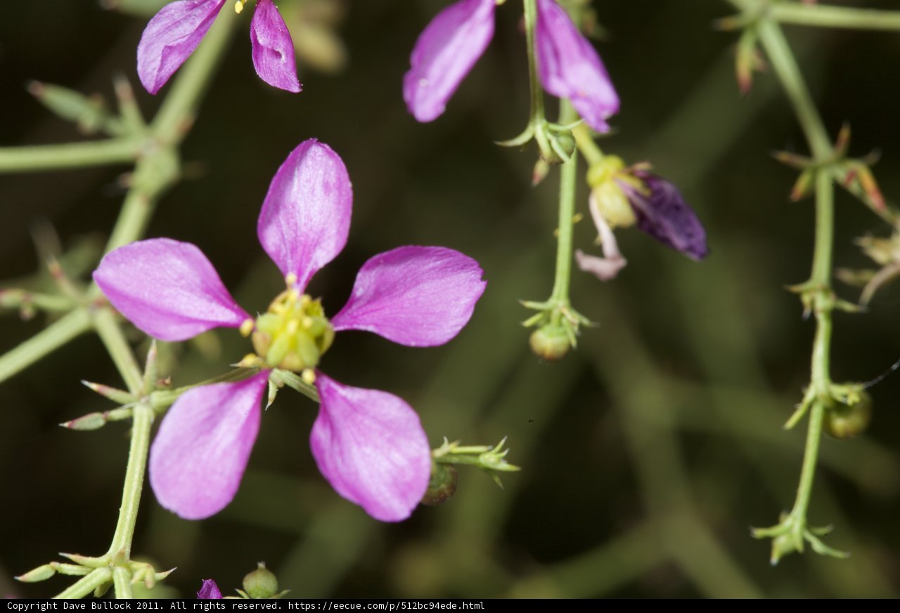 Purple Geranium Flower