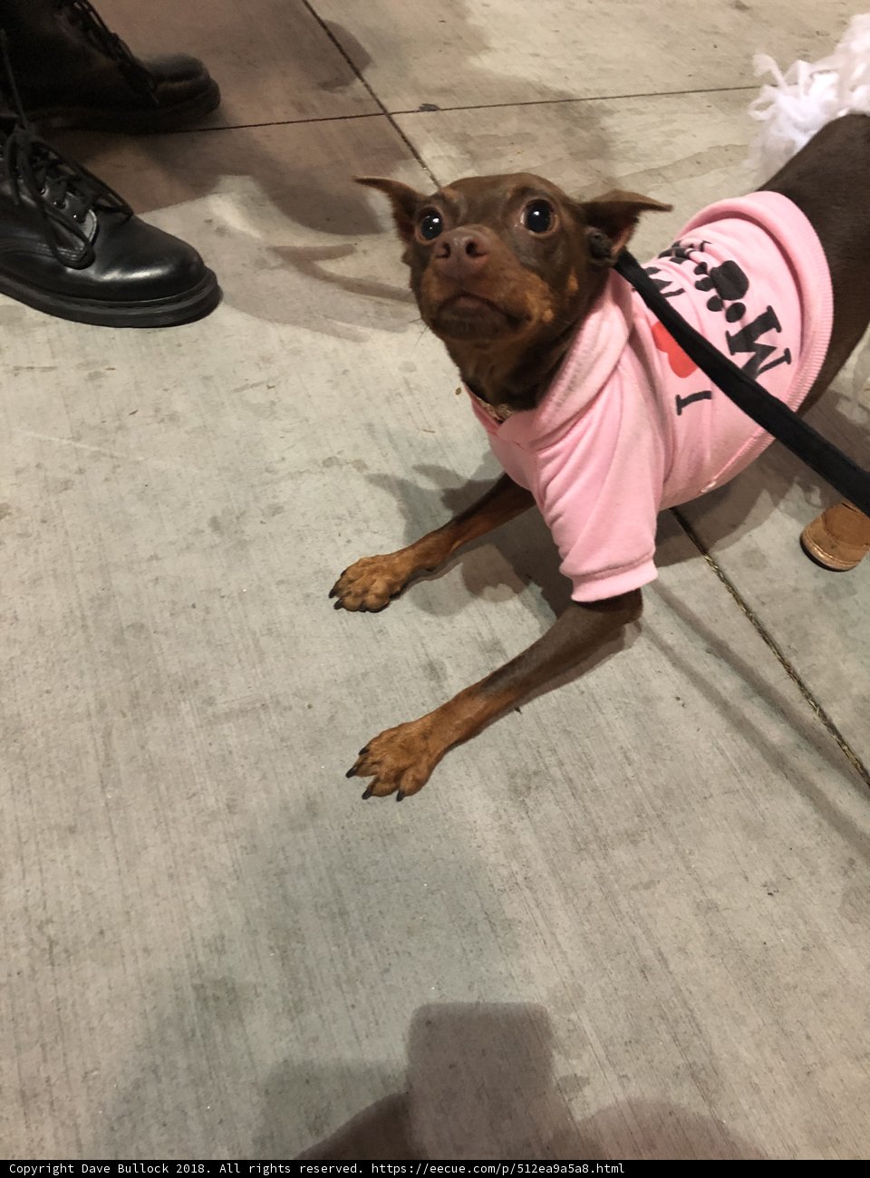Pink Perfection