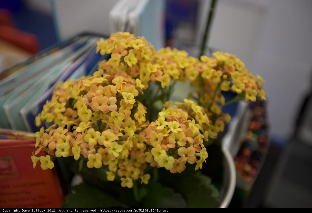 Bright Blooms