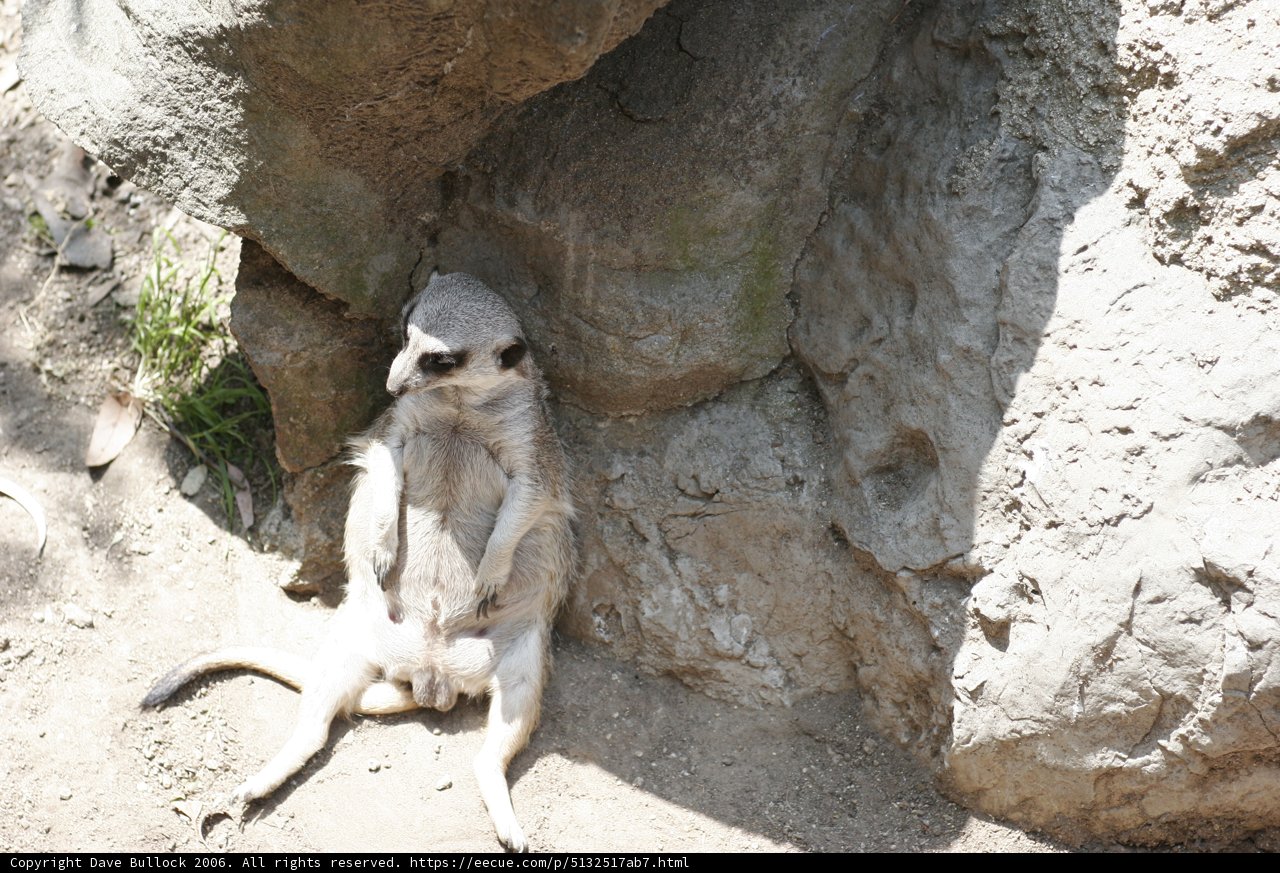 Rock-perching Meerkat