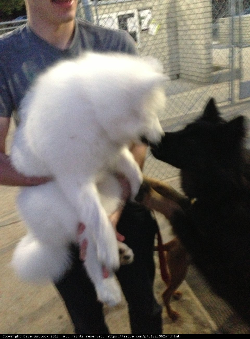 Man cuddling his beloved Eskimo Dog at the Park