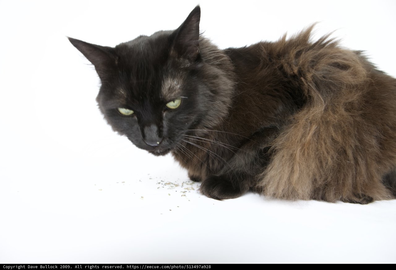 The Intense Stare of a Black Cat