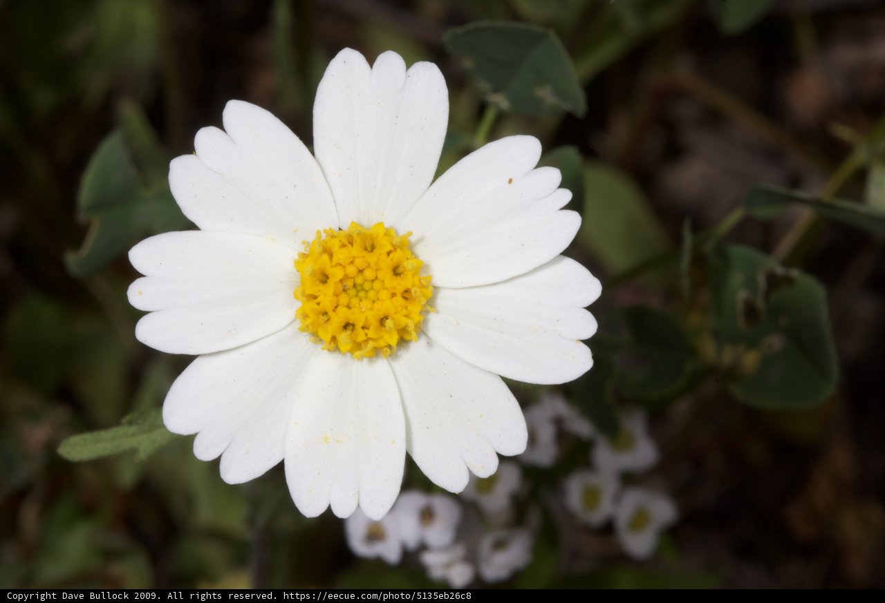 White Daisy with Yellow Center