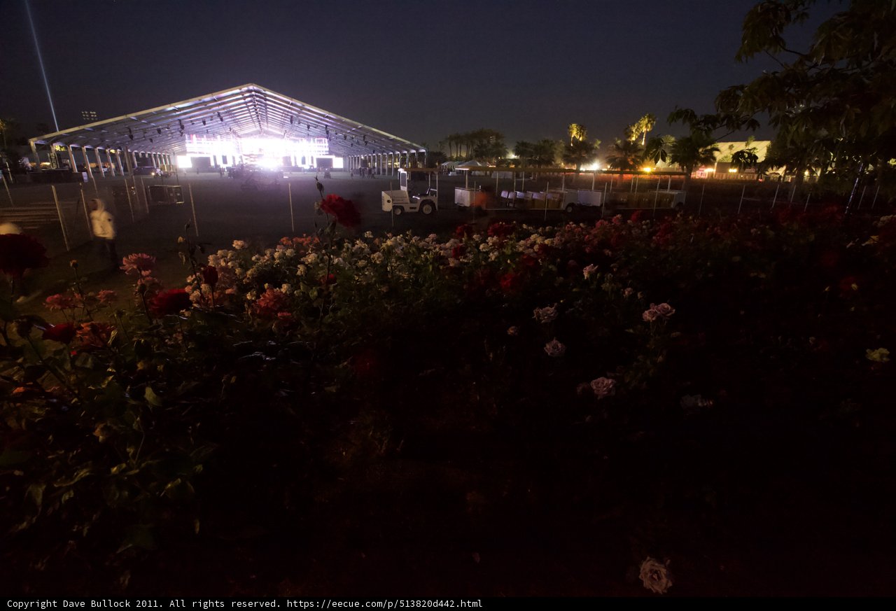Nighttime Blooms