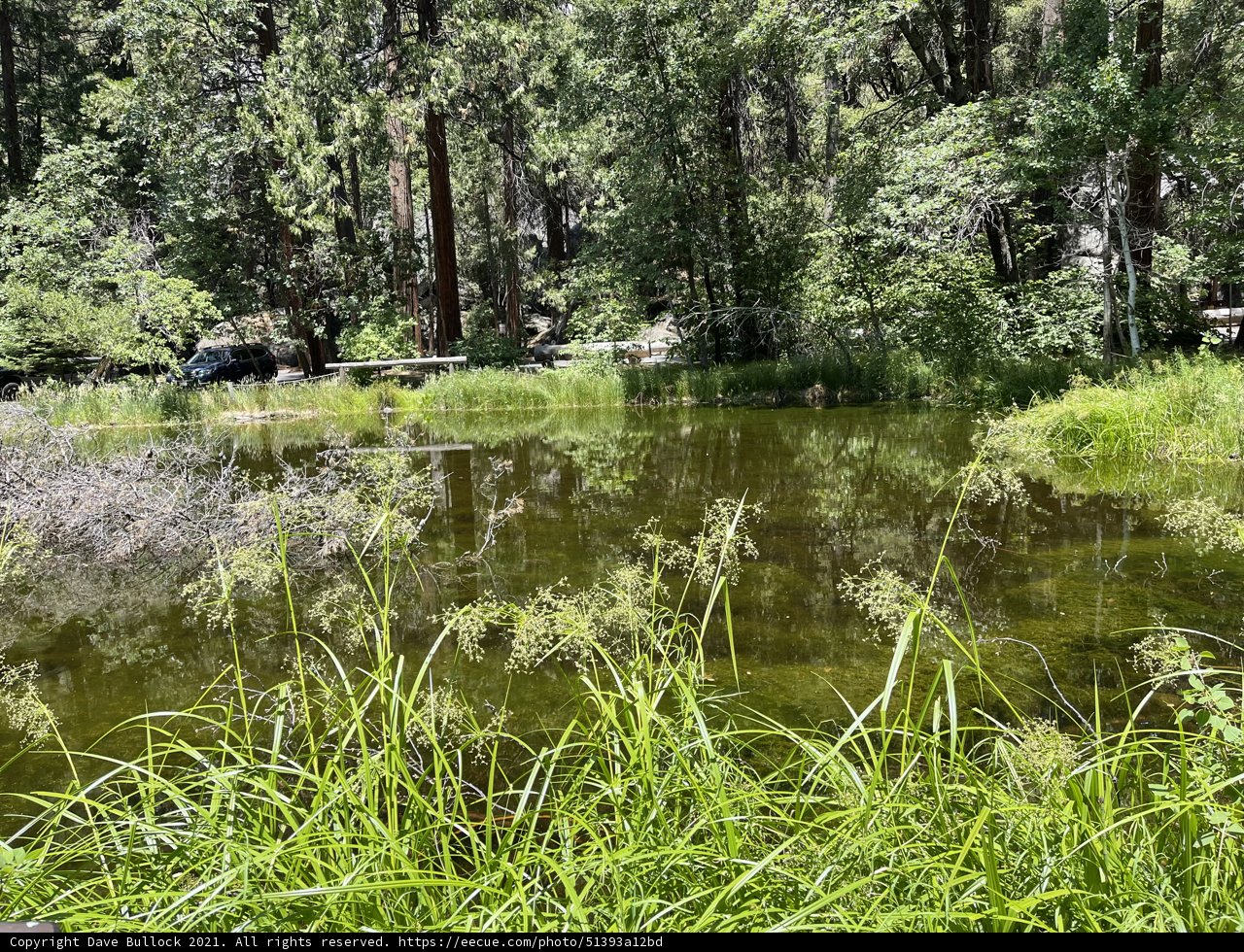Serene Reflections in the Yosemite Woodlands