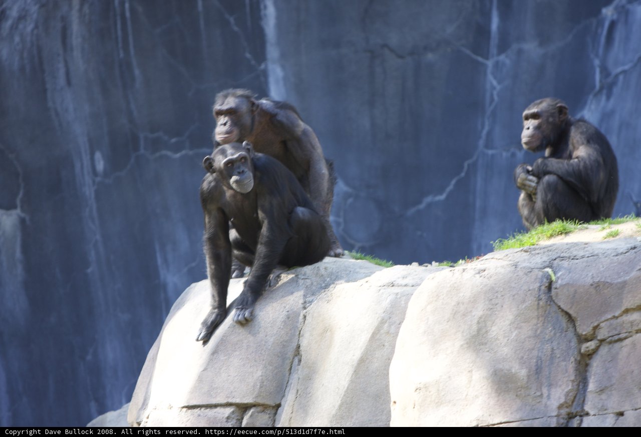 Three Chimpanzees Enjoying Their Habitat