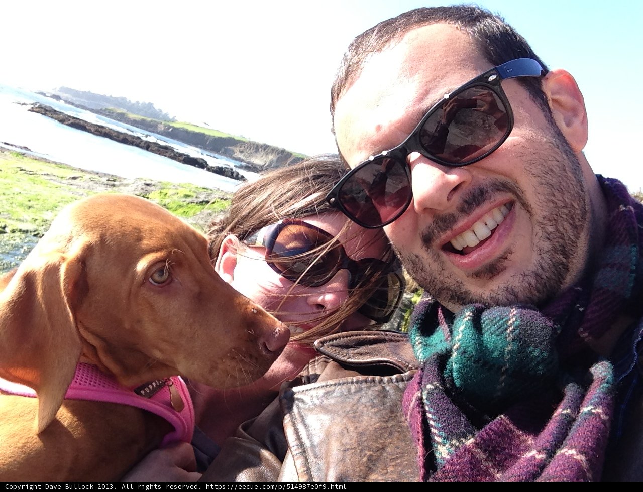 Fun in the Sun with Fido