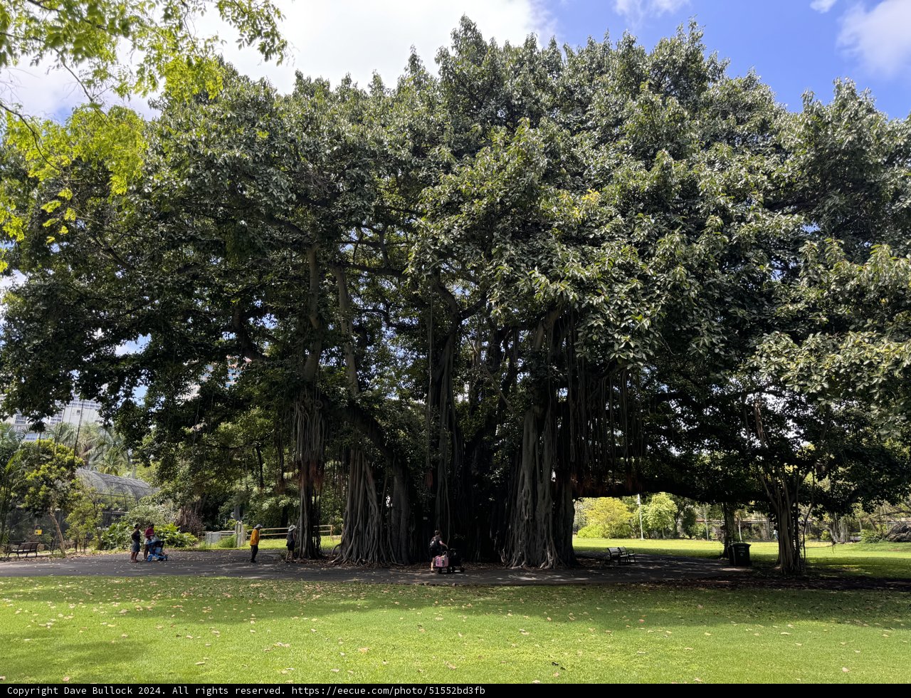 Serenity Under the Banyan: A Tranquil Afternoon at Honolulu Zoo
