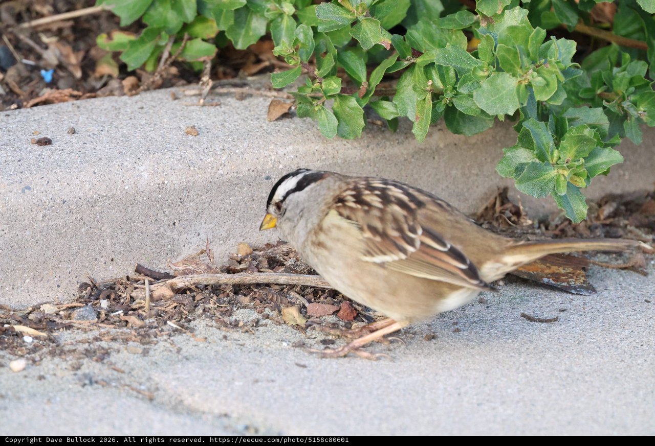White-crowned Sparrow Foraging Near Coastal Vegetation