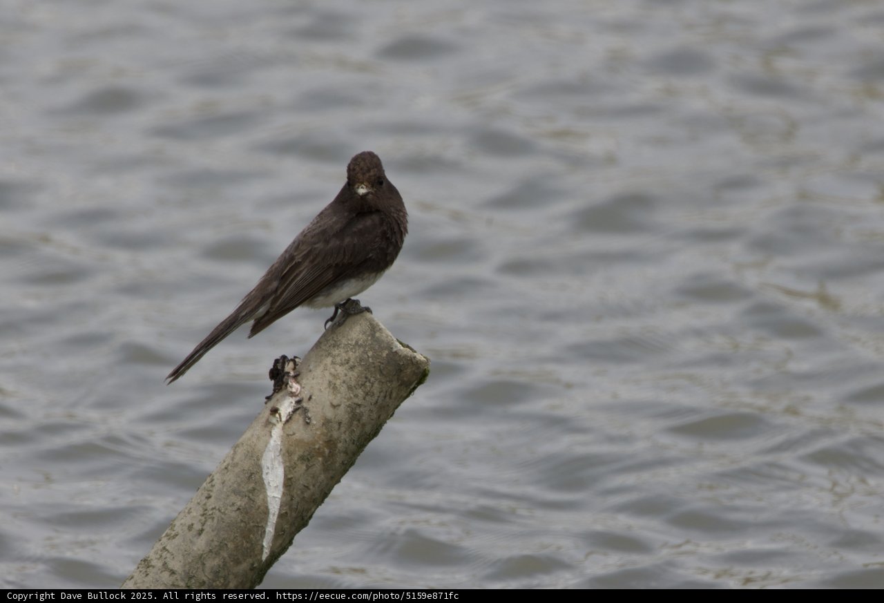 Blackbird's Solitude