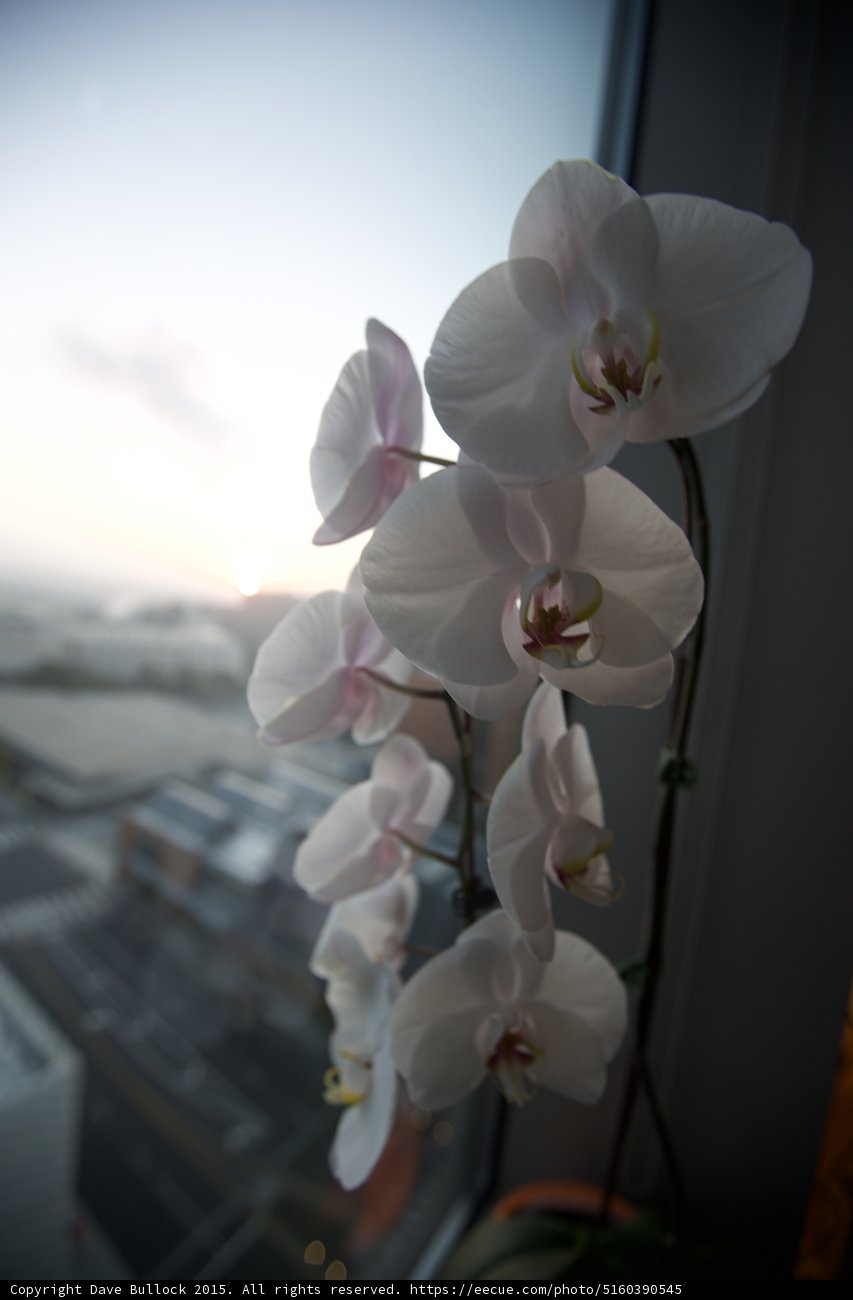 Cascading Orchid Portrait