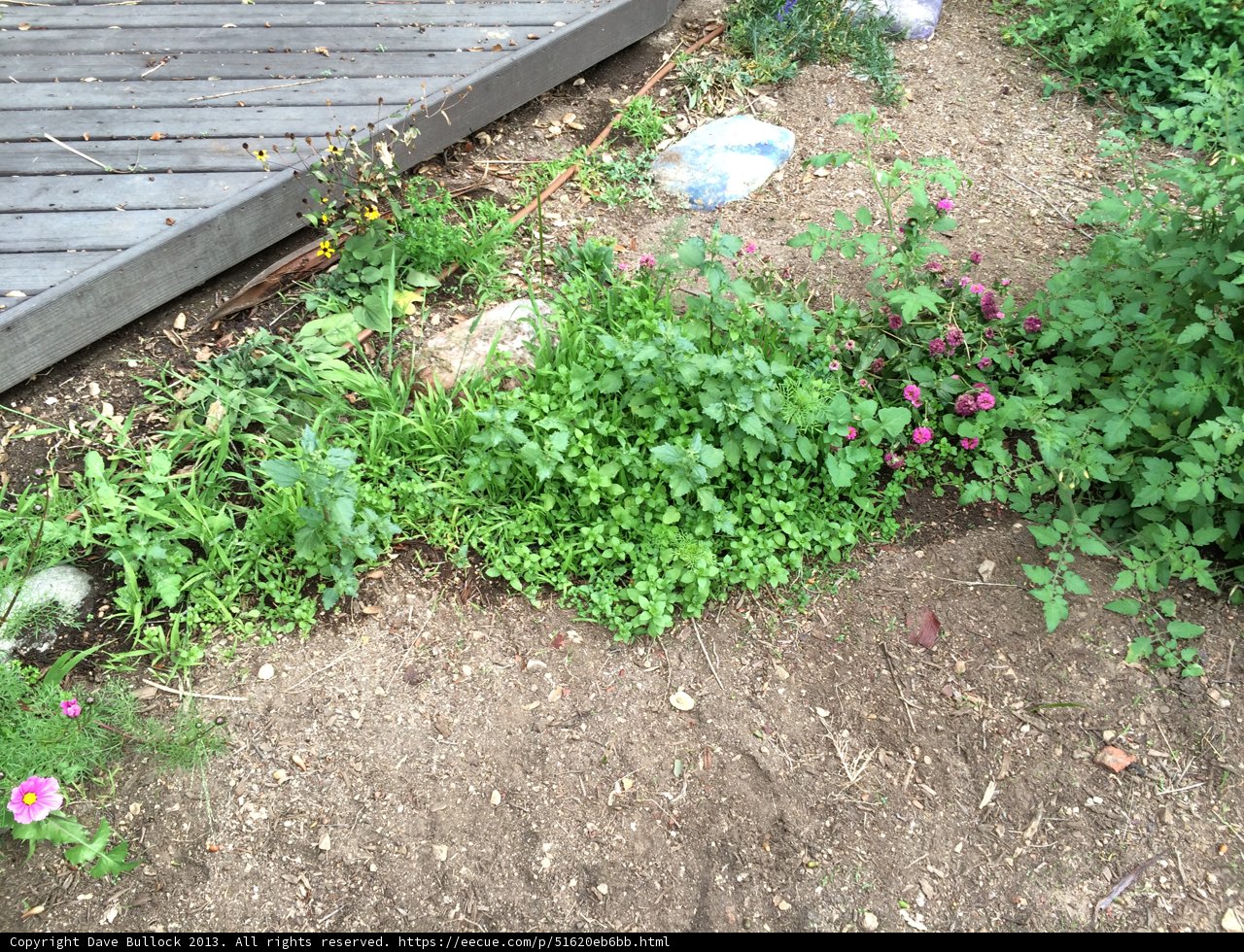 Herbal Oasis in Altadena Backyard