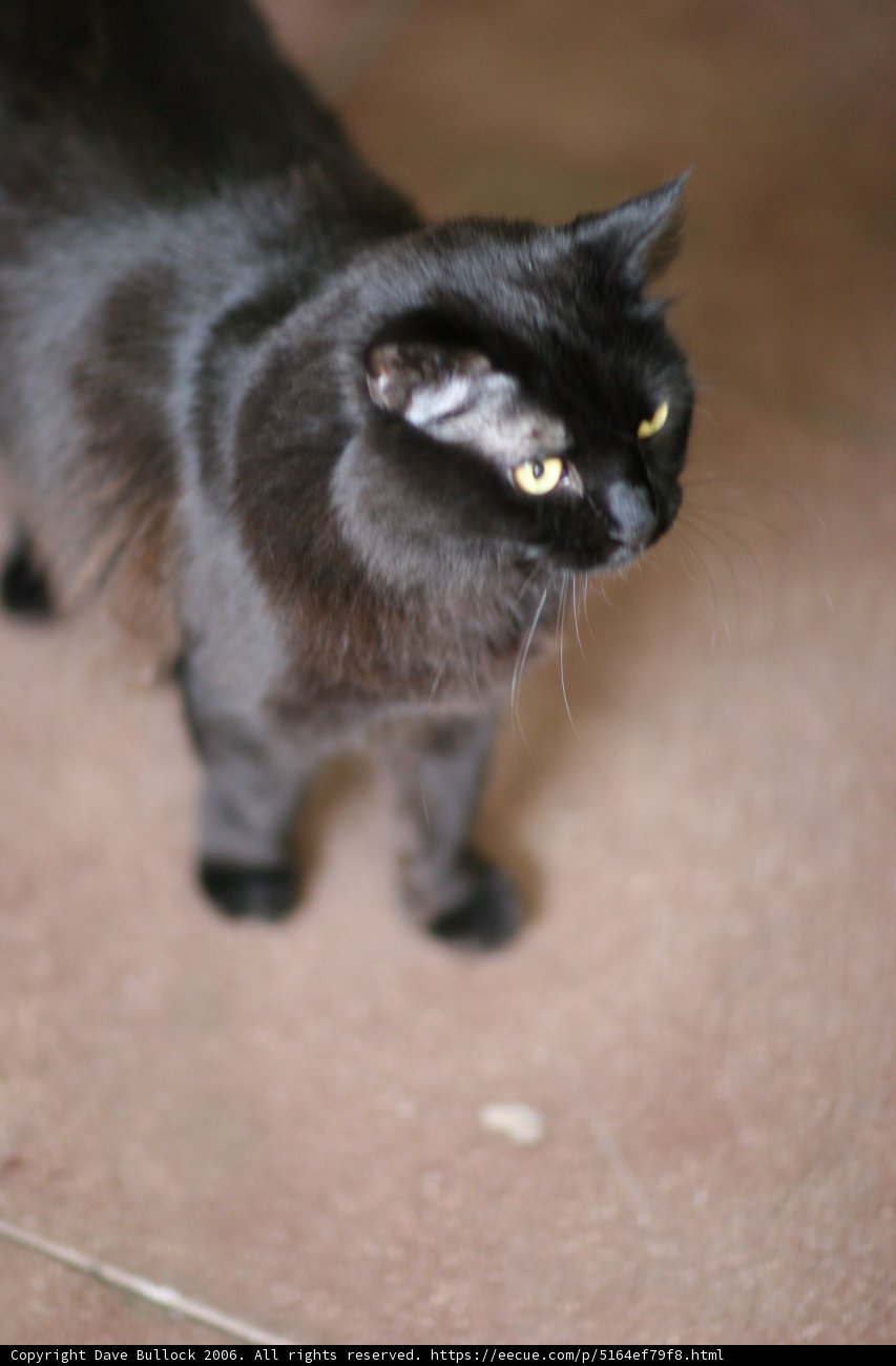 Sleek and Mysterious: A Black Cat in 2006