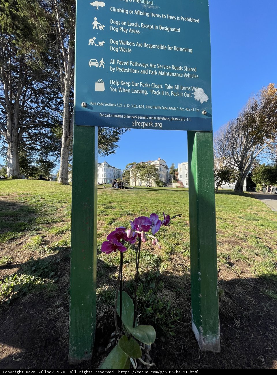 Exploring the Botanical Beauty of Duboce Park