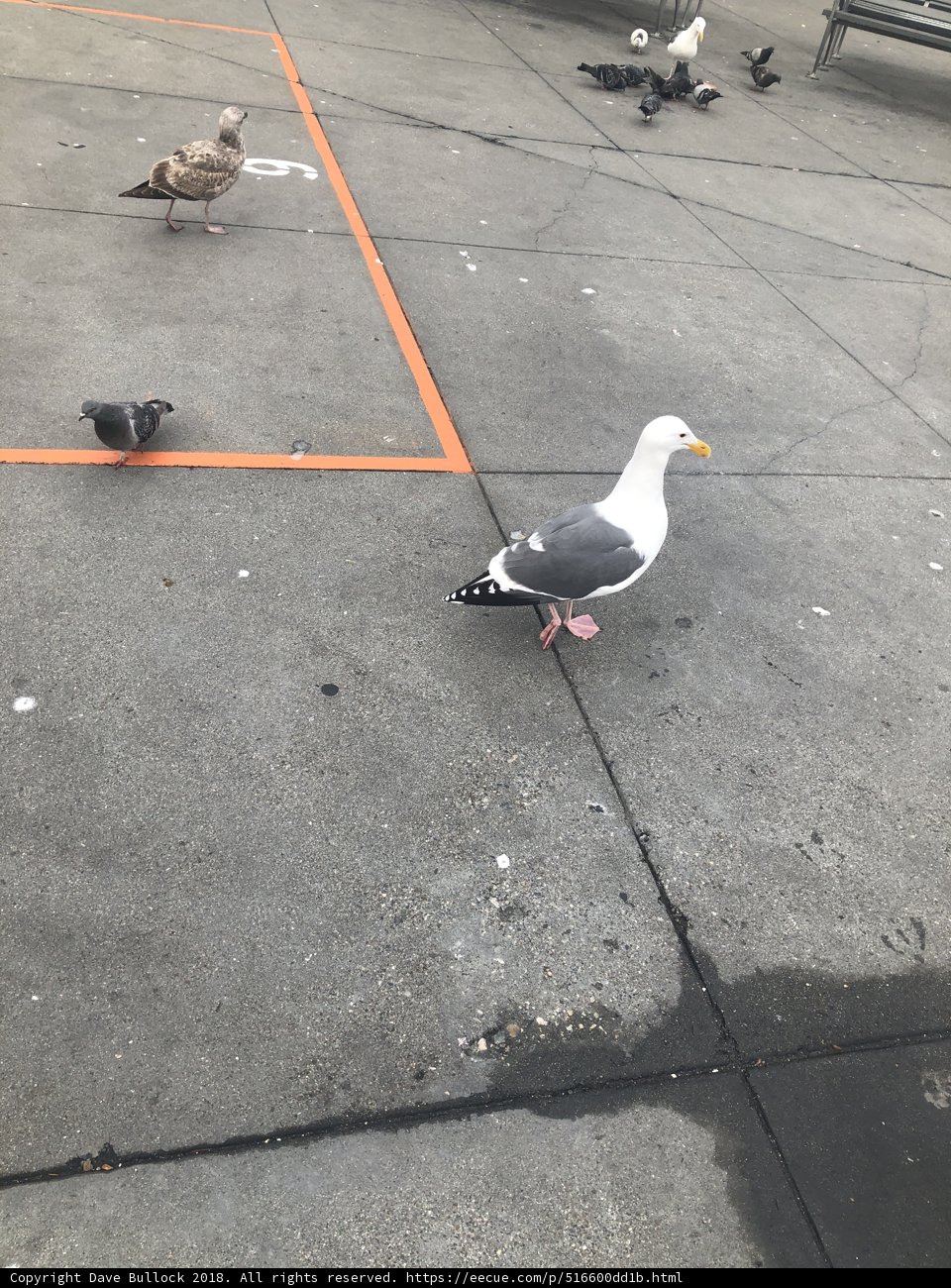 The Seagull on the Sidewalk