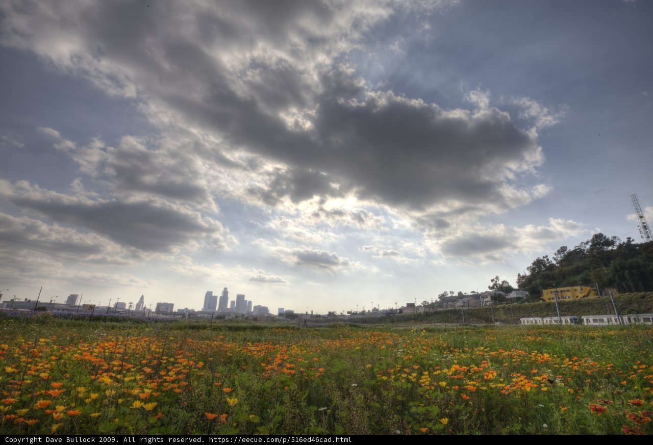 Serene beauty of flowers and city