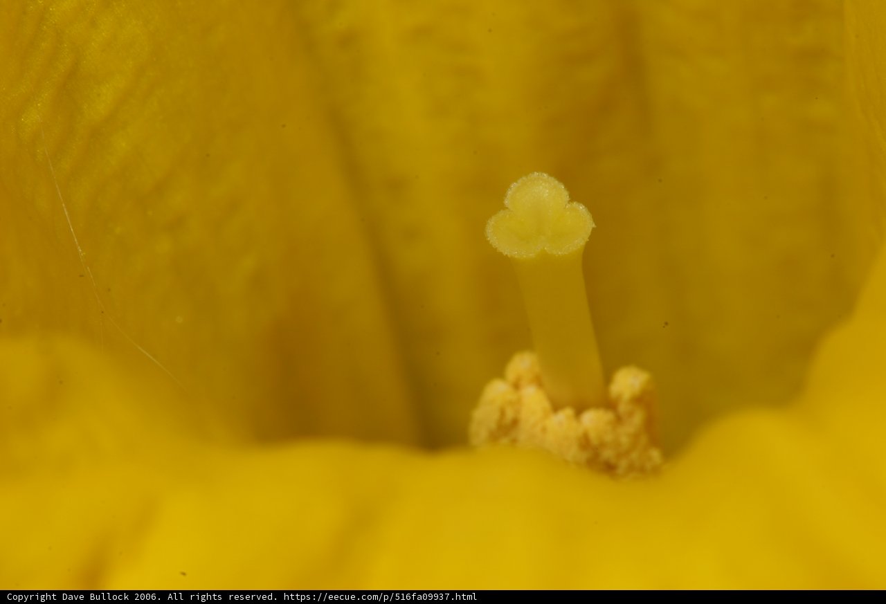 Up Close with Yellow Flower's Pollen
