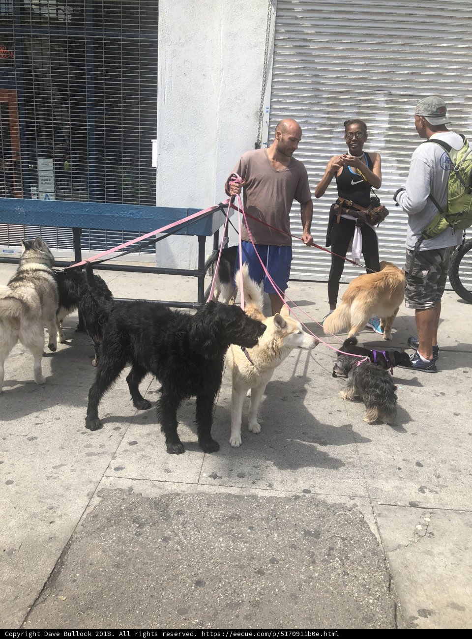 Walking the Pack